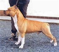 Imperator Tipit Z Hanky R.CACIB, Cl.W, CAC, 2 X R.CAC
